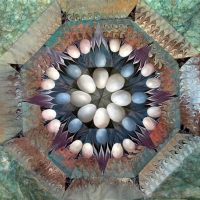 Egg Kaleidoscope