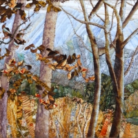 Cherohala Trees